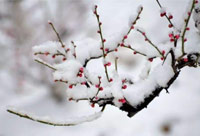 雪去春來，喜迎新一年